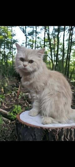 triple coated persian female Cat