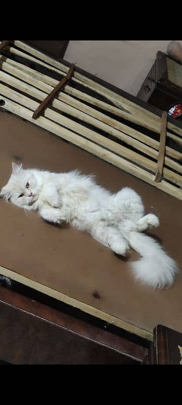 triple coated persian female Cat 1