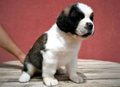 Saint Bernard imported pedigree puppy available here