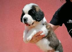 Saint Bernard imported pedigree puppy available here