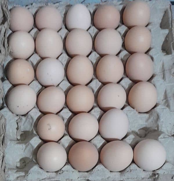 Pure Desi eggs 0