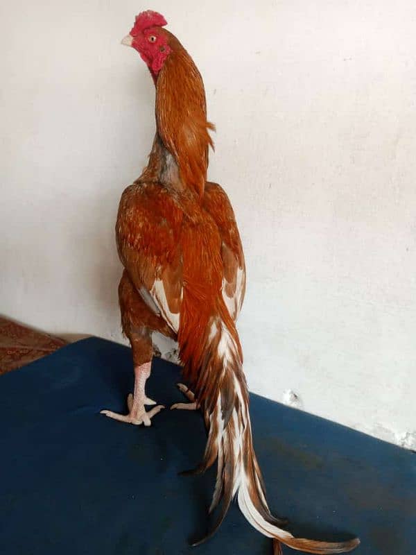 peela pair quality birds 0