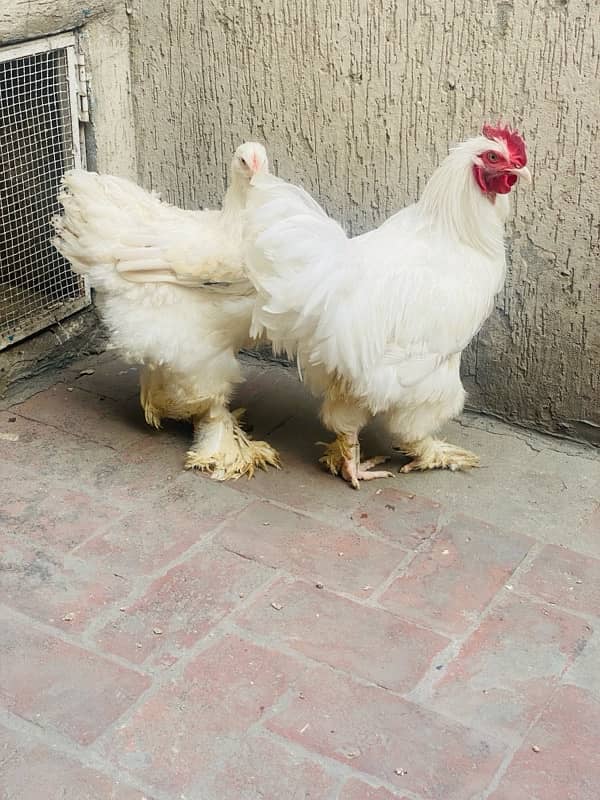 white Buff breeder pair available for sale 0