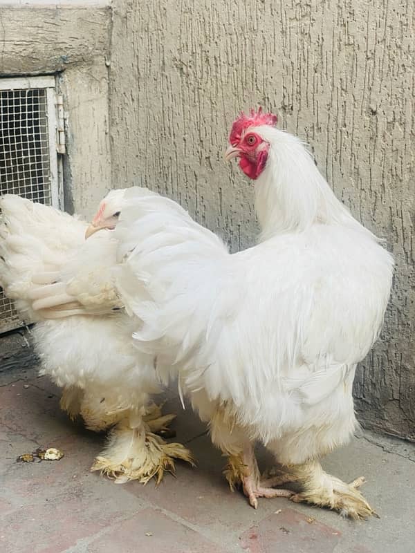 white Buff breeder pair available for sale 3