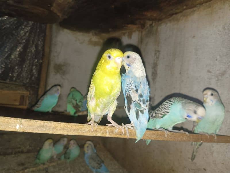 15  fresh breed budgies sale per 300 discounted price 0