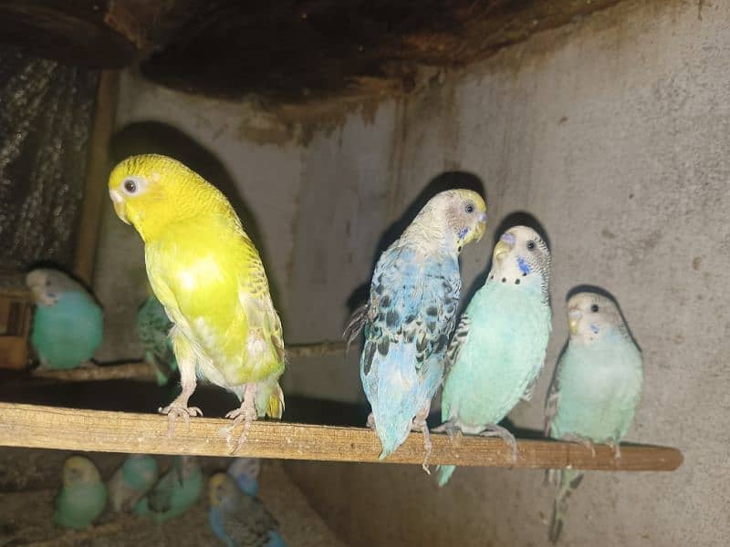 15  fresh breed budgies sale per 300 discounted price 1