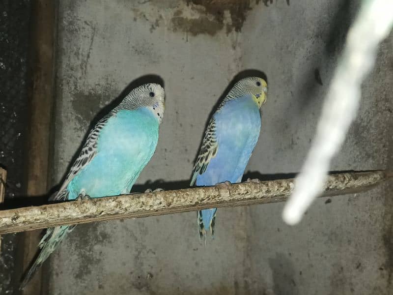 15  fresh breed budgies sale per 300 discounted price 2