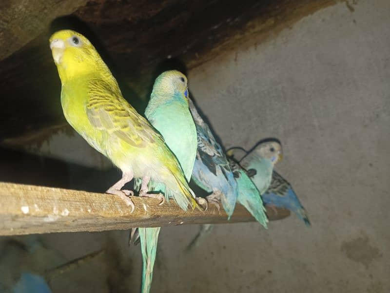 15  fresh breed budgies sale per 300 discounted price 3