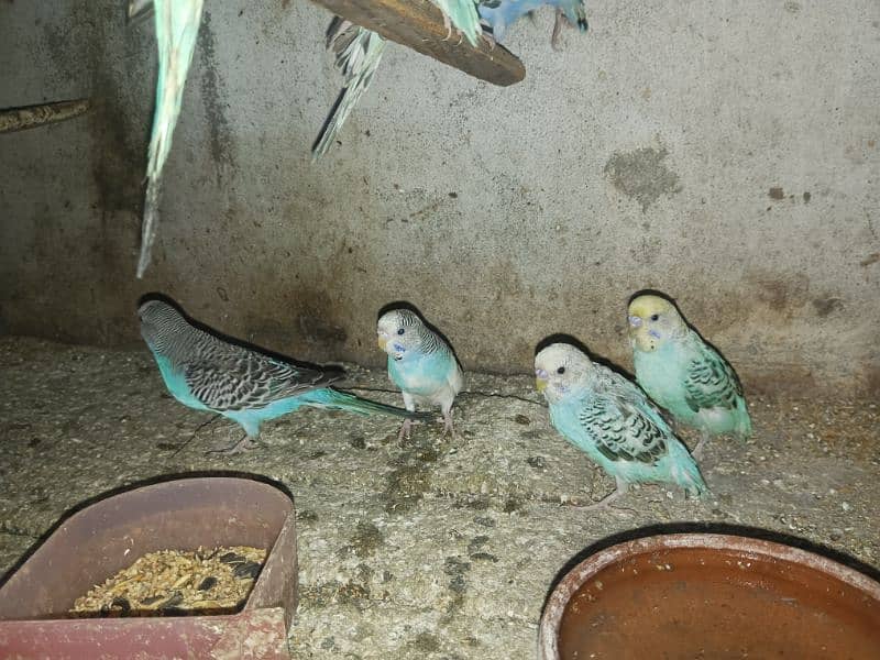 15  fresh breed budgies sale per 300 discounted price 4