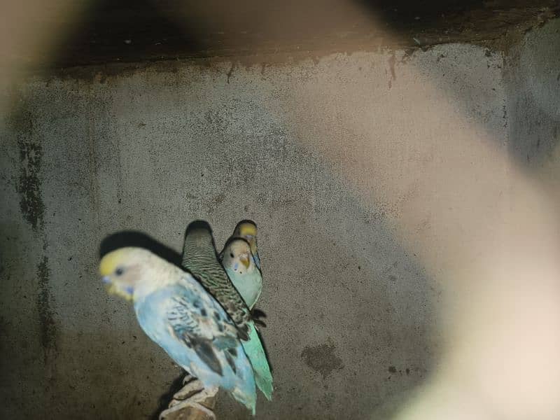 15  fresh breed budgies sale per 300 discounted price 5