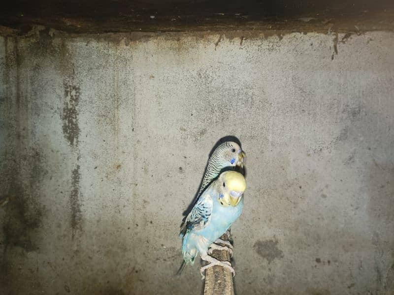 15  fresh breed budgies sale per 300 discounted price 6