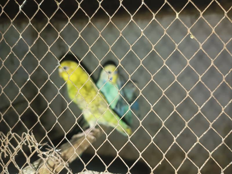 15  fresh breed budgies sale per 300 discounted price 7