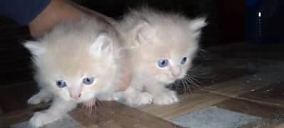 Persian cat  triple core pair 03193806807