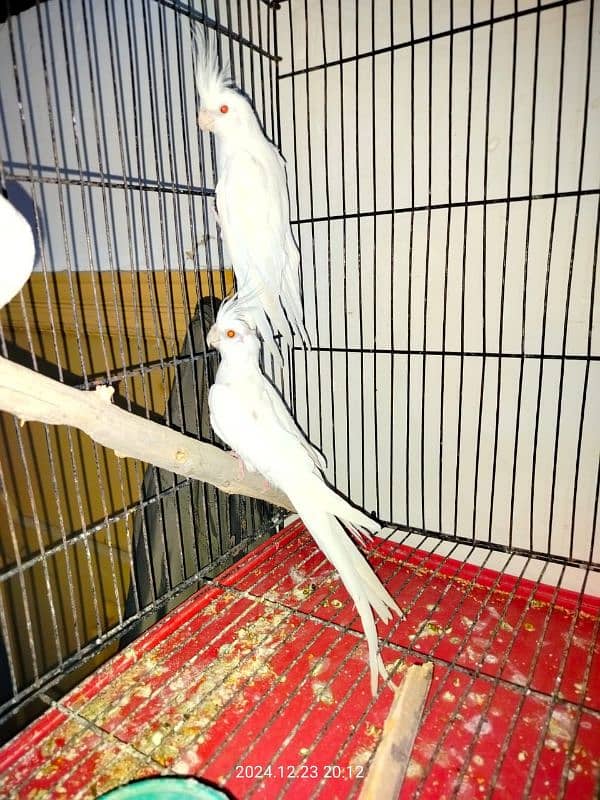 Eno Cockatiel red eye 0