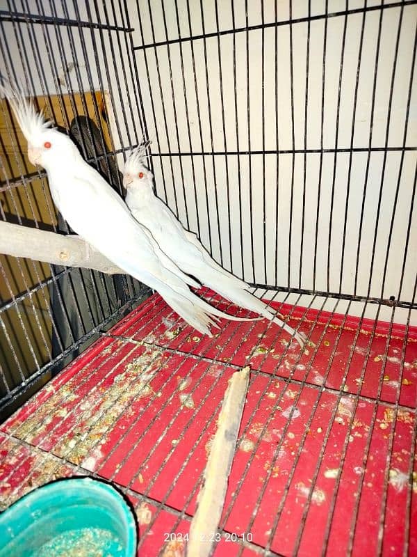 Eno Cockatiel red eye 1