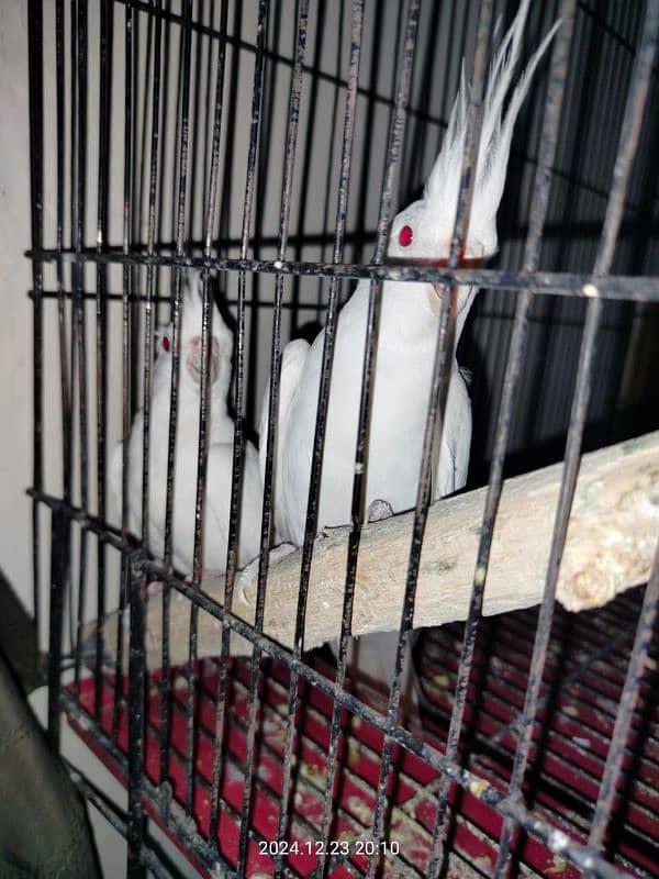 Eno Cockatiel red eye 2