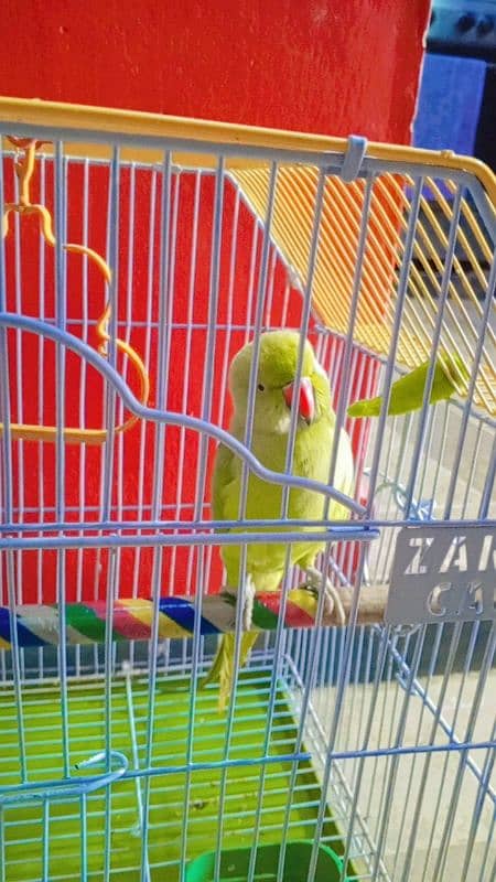 talking parrot female 0