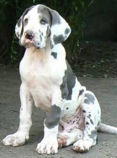 Great Dane Harley Quinn imported pedigree puppies available here