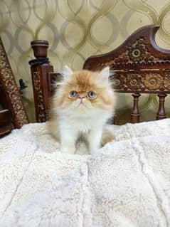 Peke punch face Male and female kittens