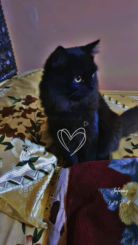 Persian triple coat male for stud 4