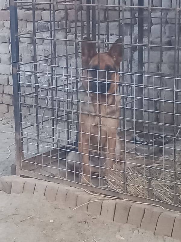 German Sheperd Female For Sale 0