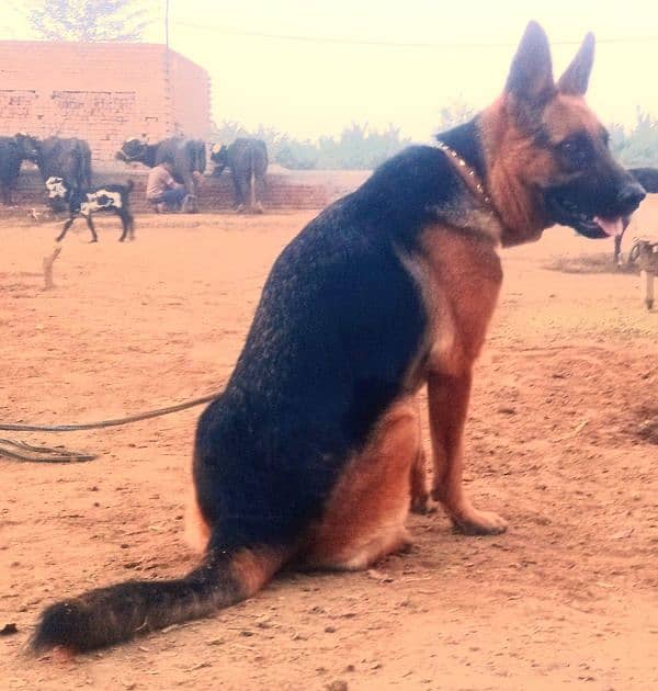 German Sheperd Female For Sale 1