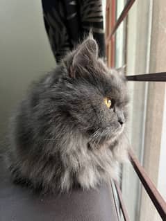 persian cat triple coat