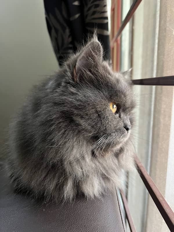 persian cat triple coat 0