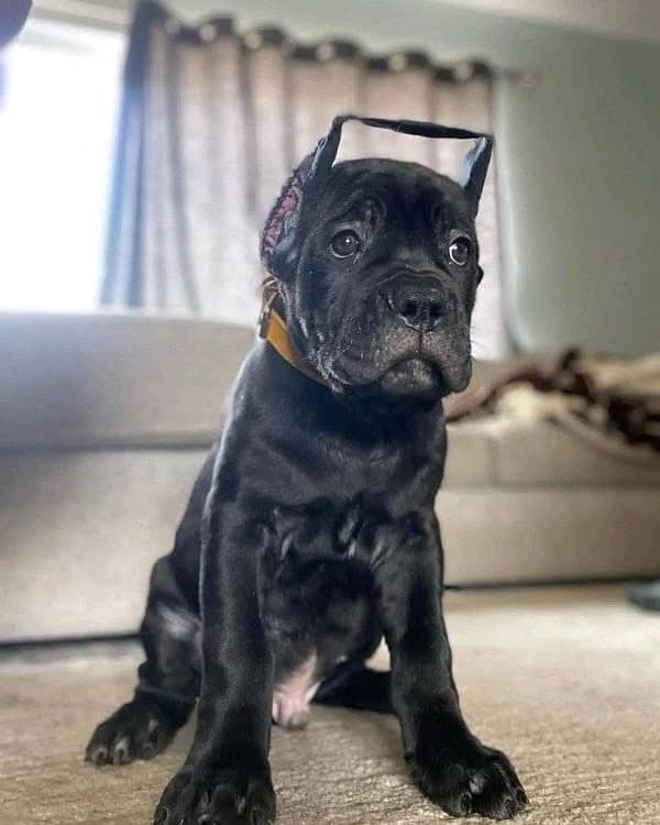 cane corso pedigree imported puppy available here 0