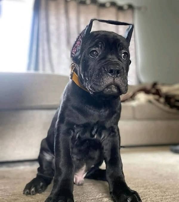 cane corso pedigree imported puppy available here 2