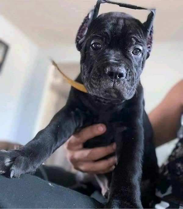 cane corso pedigree imported puppy available here 3