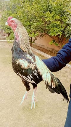 pure jawa patha in long tail available in reasonable price