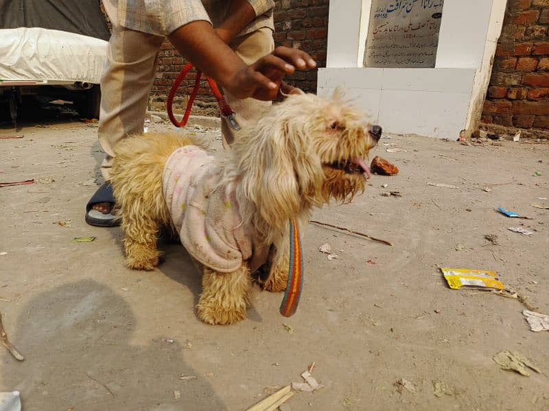 poodle male and Maltees Russian female breader 8