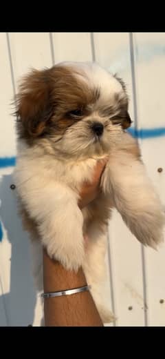 shihtzu