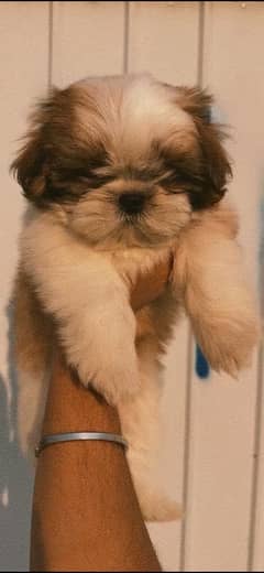 shihtzu