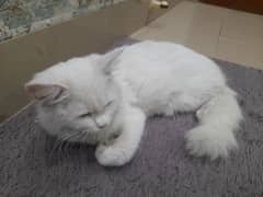 white persian cat for sale