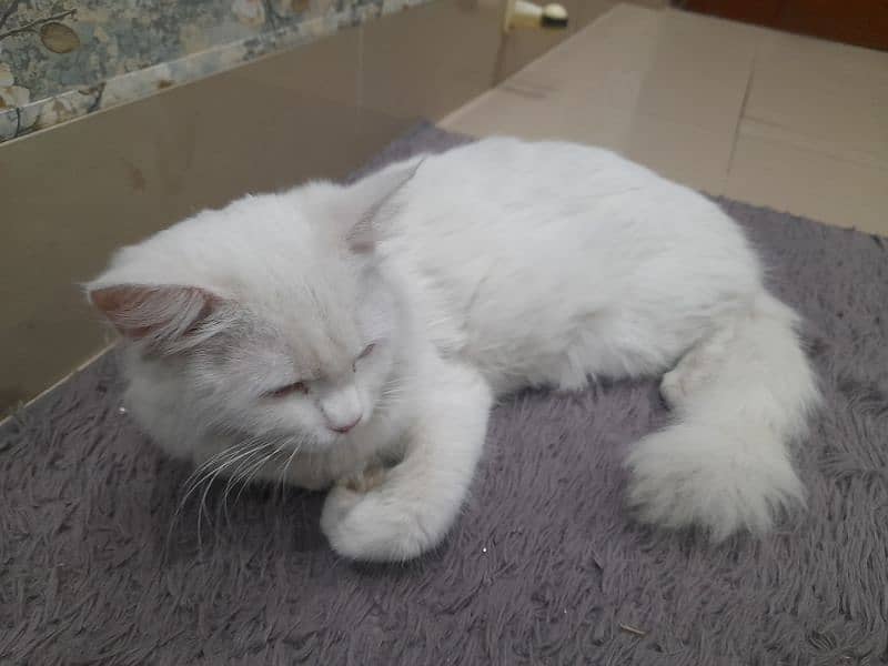 white persian cat for sale 0