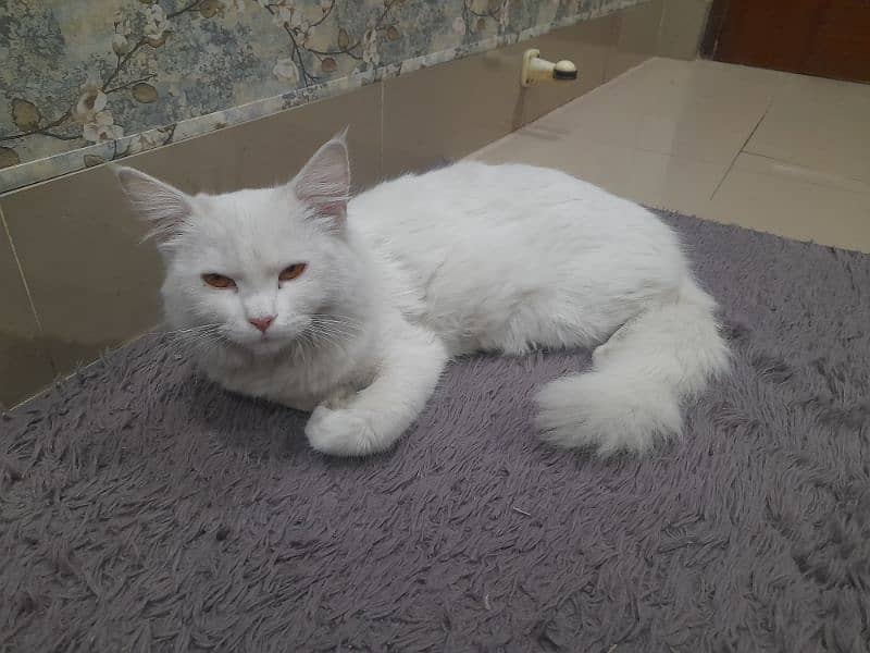 white persian cat for sale 1