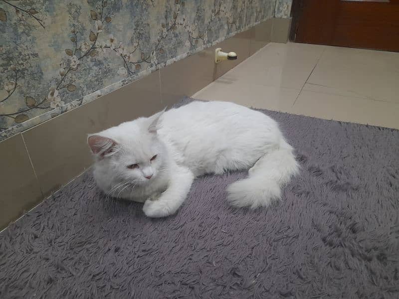 white persian cat for sale 2