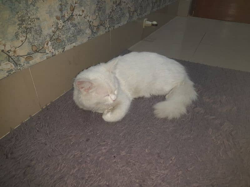 white persian cat for sale 3