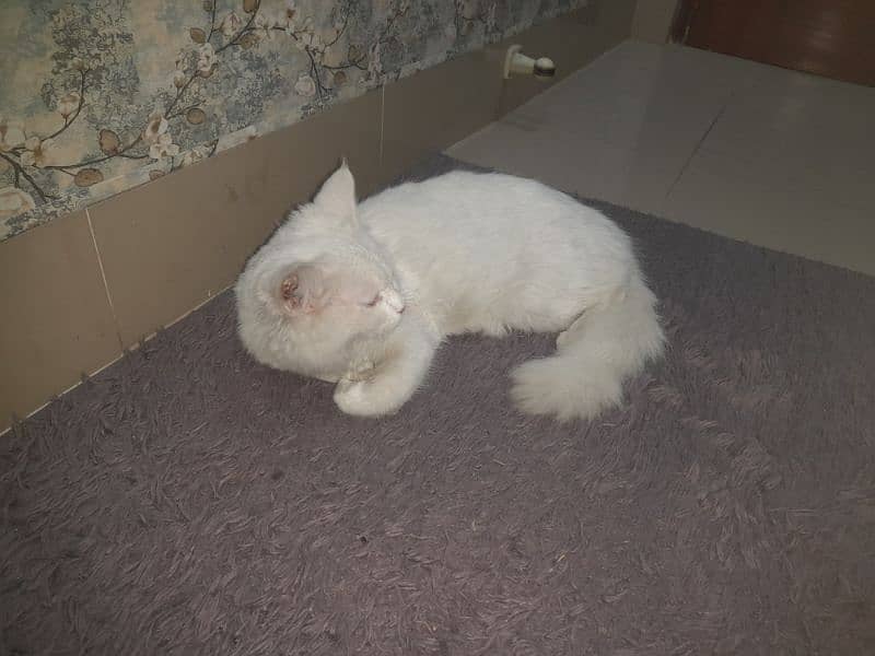 white persian cat for sale 4