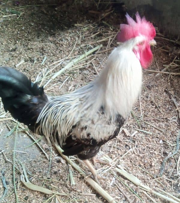 hen for sell 5