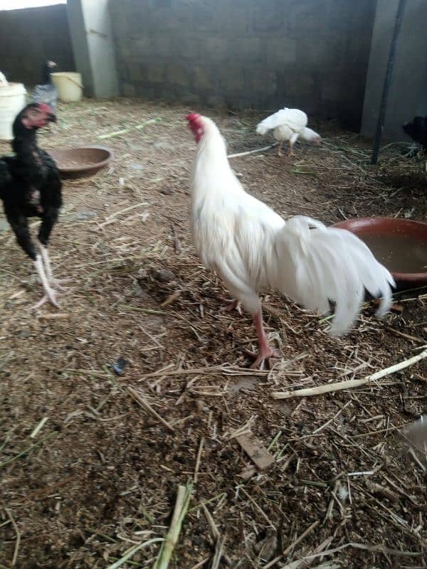 hen for sell 10