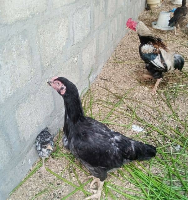 hen for sell 12