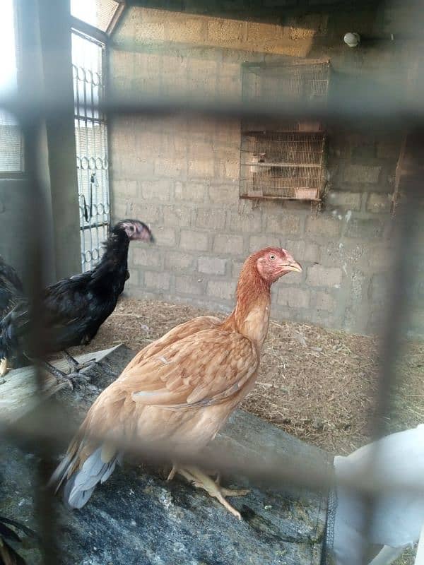 hen for sell 13