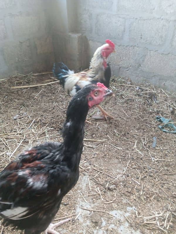 hen for sell 14