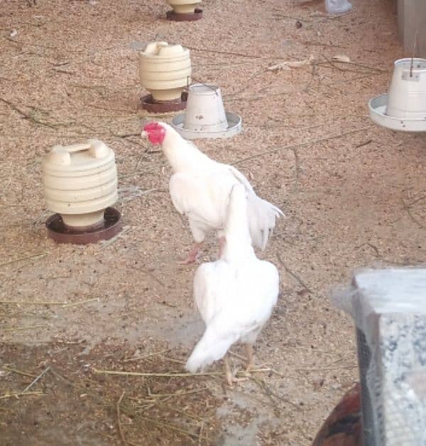 hen for sell 15