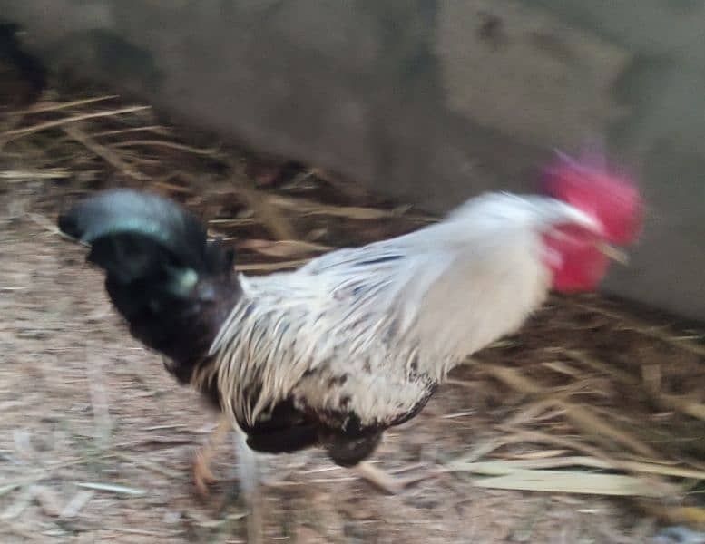 hen for sell 16