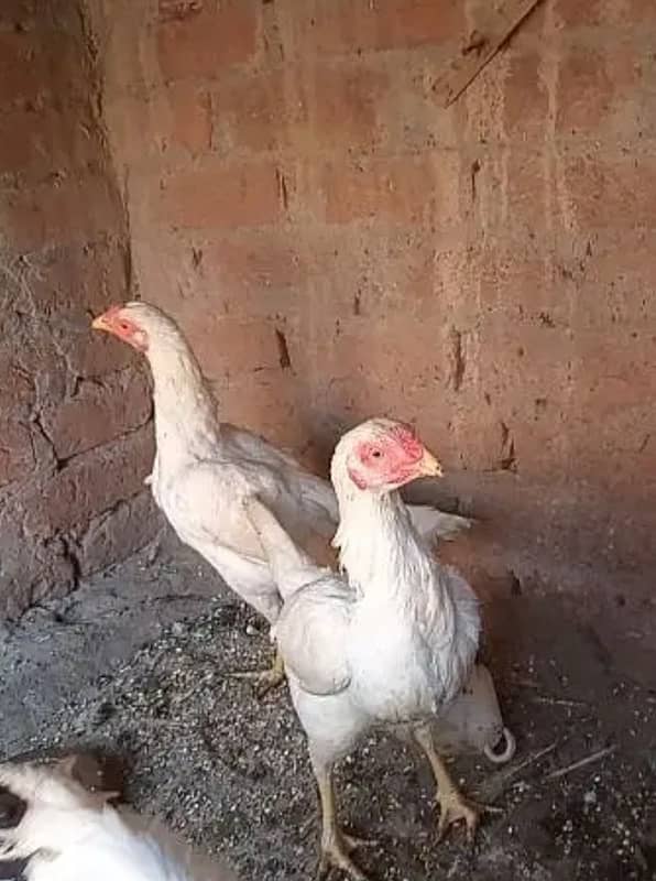 2 heera aseel females for urgent sale 0