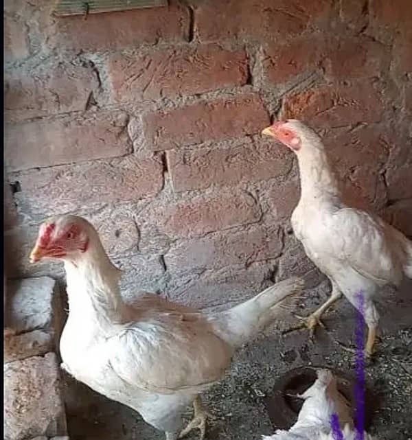 2 heera aseel females for urgent sale 1